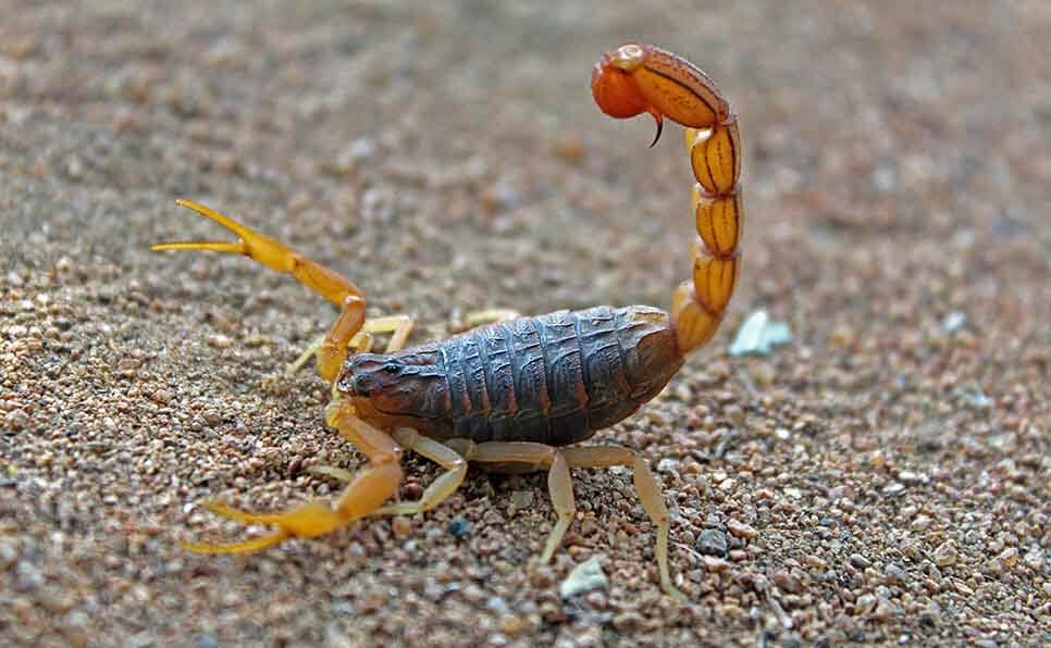 significado sonhar com escorpião