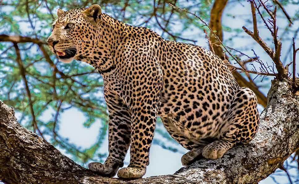 sonhar com onca Sonhos e Significados