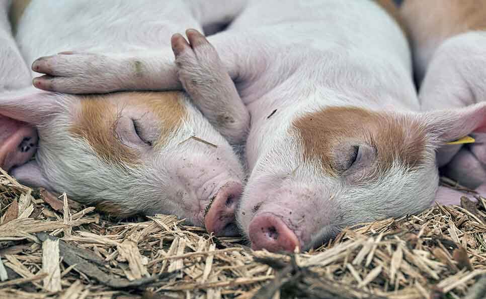 O que significa sonhar com porco